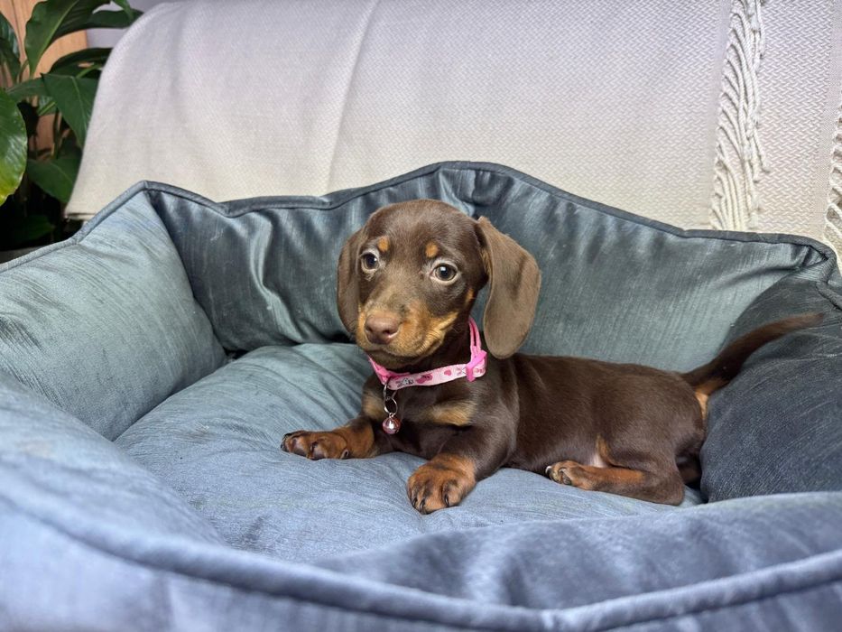 jamnik miniaturowy choco