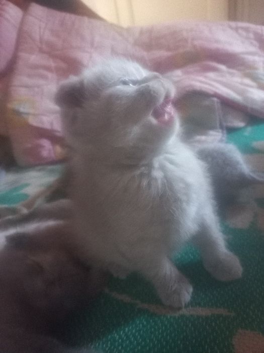 Шотландські кошенята