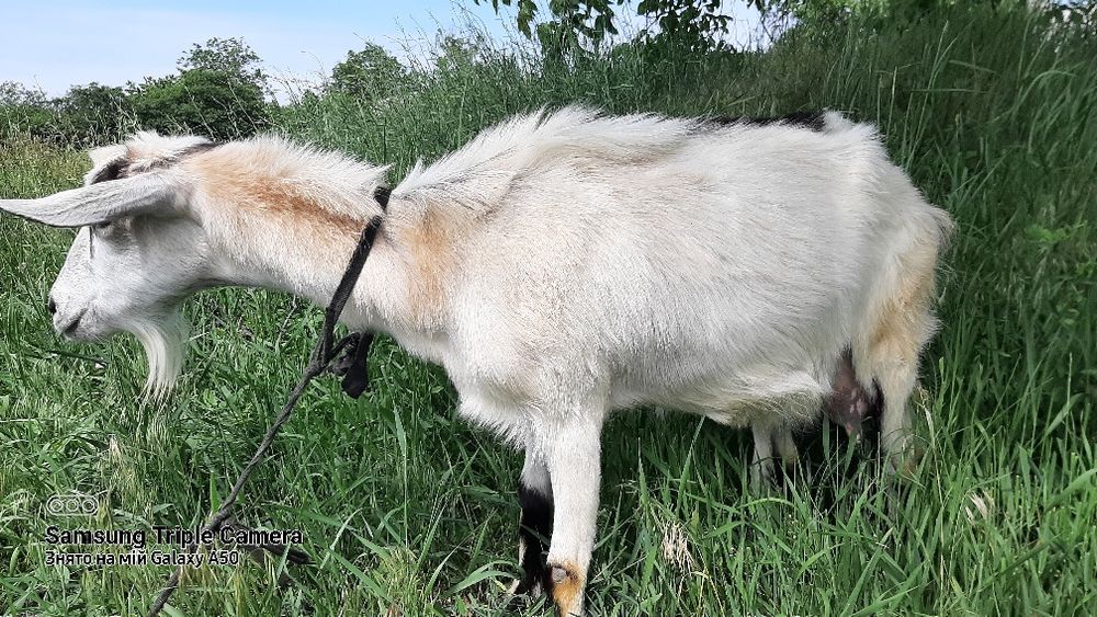 Продам дійну козу