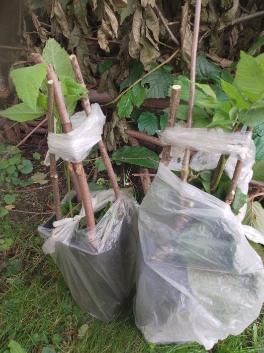 Orzech niełupany Zdrowy Smaczny Eco