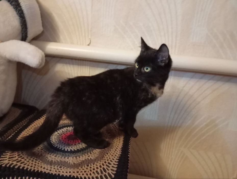 Котята котики отдам котенок девочка