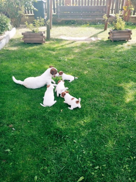 Jack Russell terrier