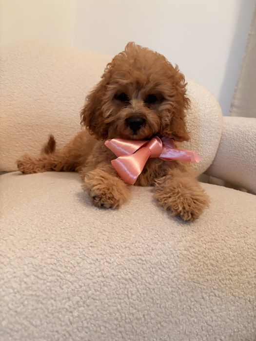 Cavapoo piesek rudy wspaniały charakter