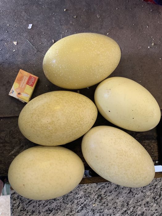 Wydmuszki strusia nandu