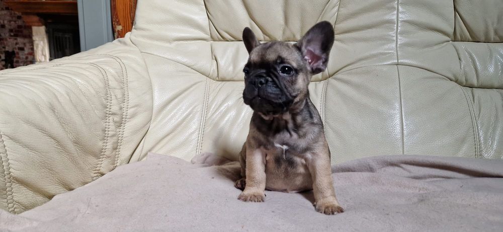 Buldog francuski piesek gotowy na zmianę domu