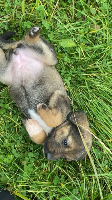 Pieski szukają domu są dwie suczki i jeden chlopak