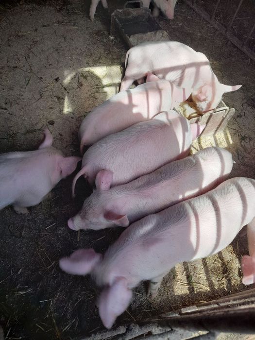 Продам  поросят велика біла