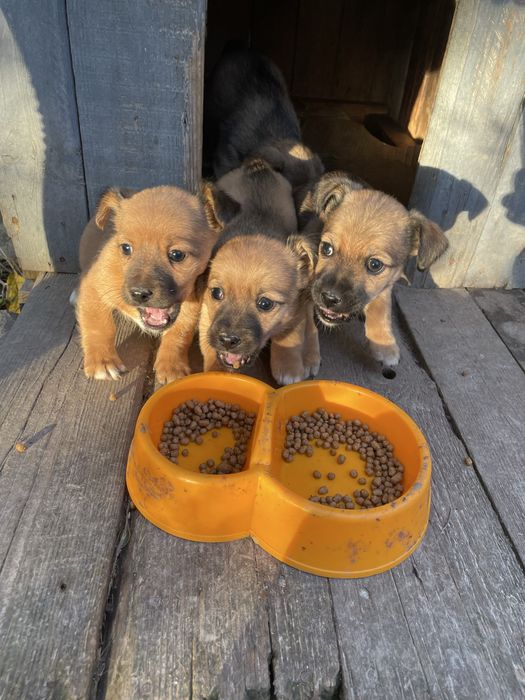 Собачка, дівчинка  ( без породи)