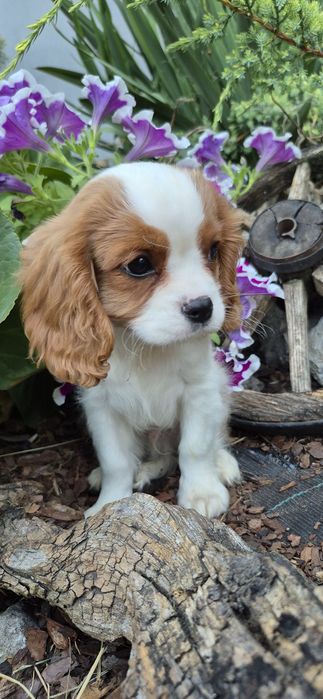 Cavalier king charles spaniel