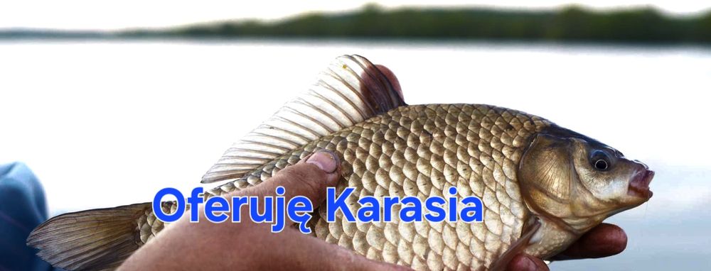 Karaś srebrzysty
