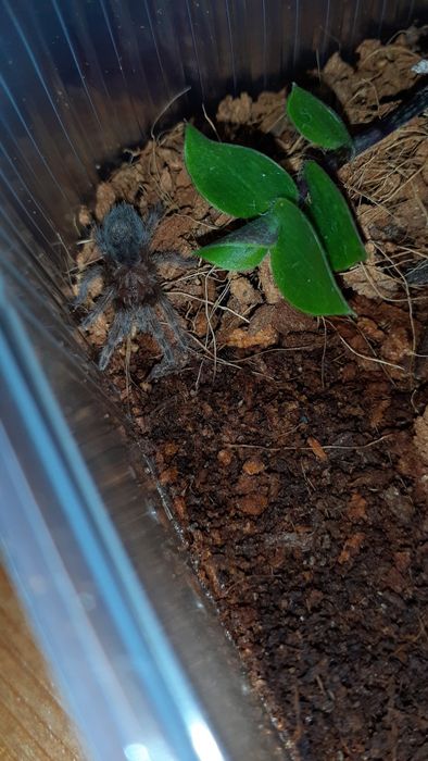 Grammostola pulchra L1