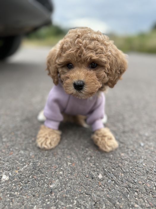 Дуже красимі маленькі мальтіпу