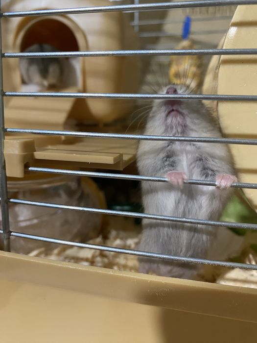 Продам джунгарських хомʼків