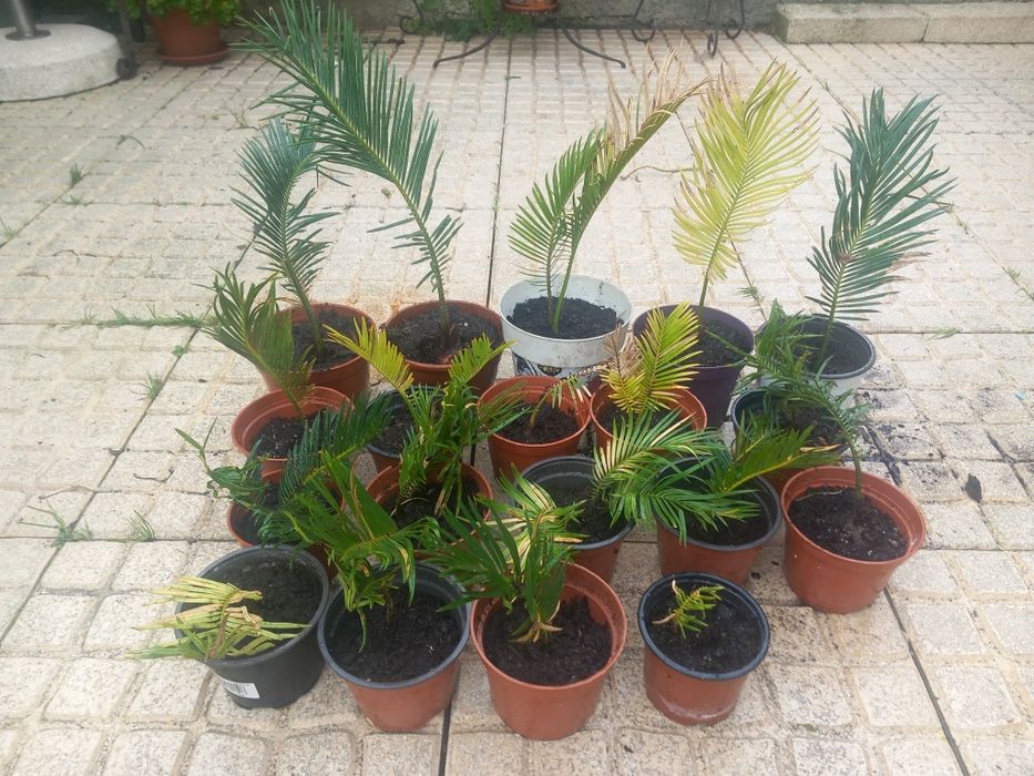 Vendo palmeiras cica