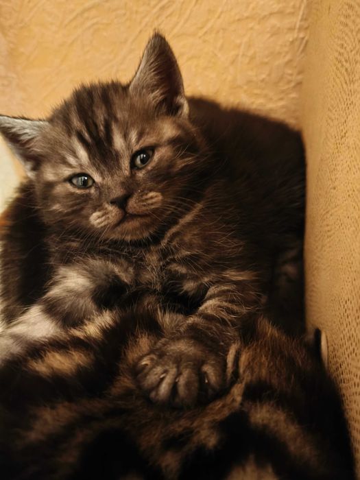 Шотландская девочка