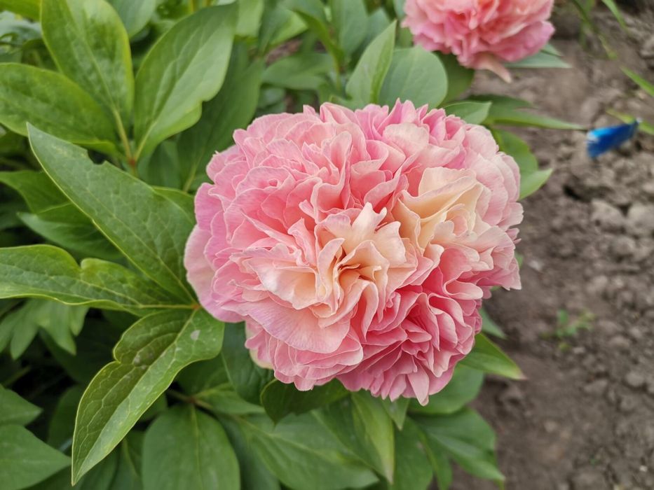 Пион Lois Choice