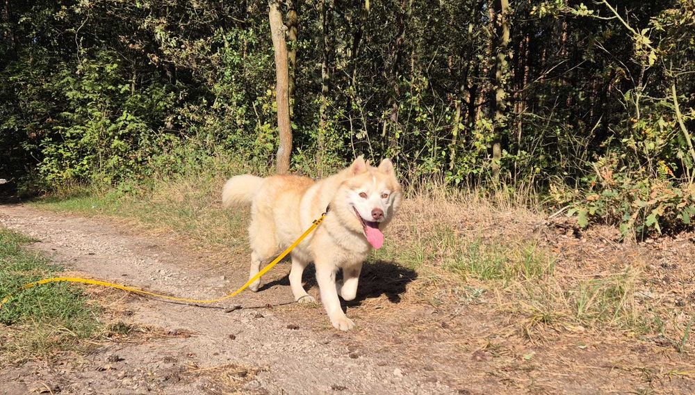 Misiek łagodny pies husky adopcja