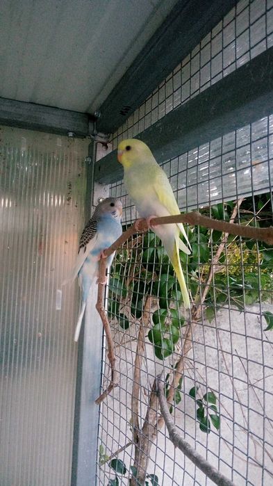 Piriquitos várias cores