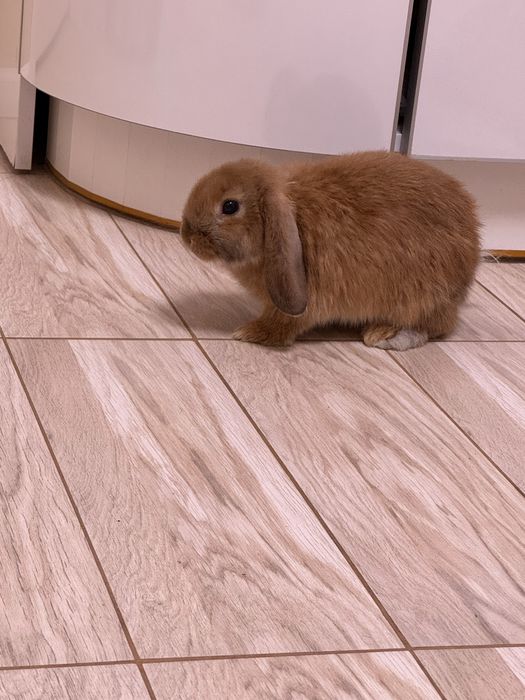 Продамо кролика *Висло Вухий Британець*