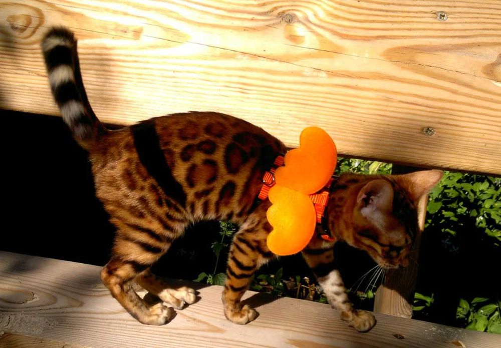 Яскраві бенгалочки в червоному. Документи WCF