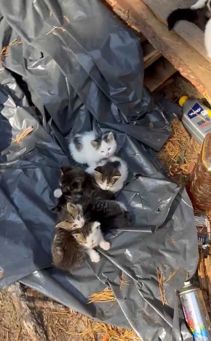 Військові кошенята з лісу шукають родину