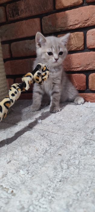 Kotka brytyjska liliowa pręgowana