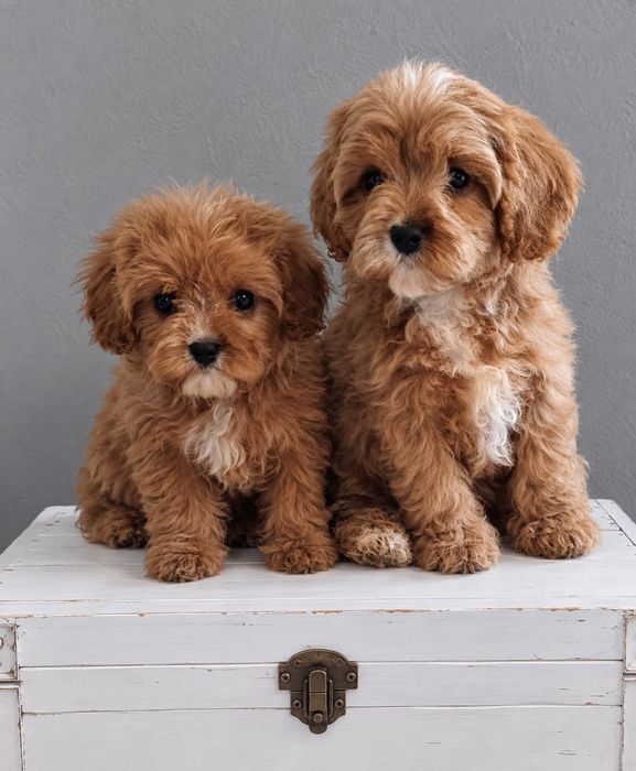 Cavapoo F1 cudne * cavalier & pudel Toy