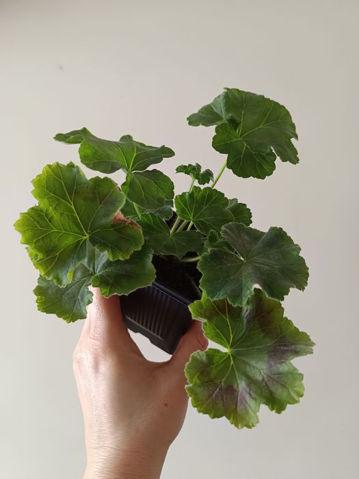 YUV Amaretti pelargonia