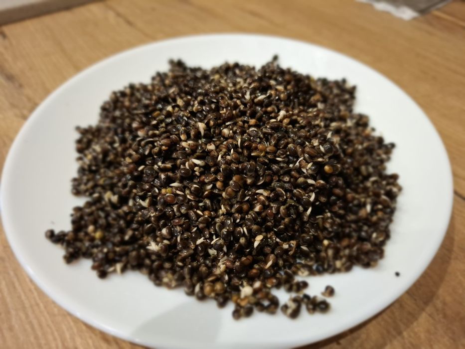Konipia gotowana 1kg
