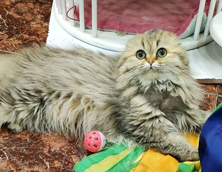 Девочка золотая шиншилла фолд