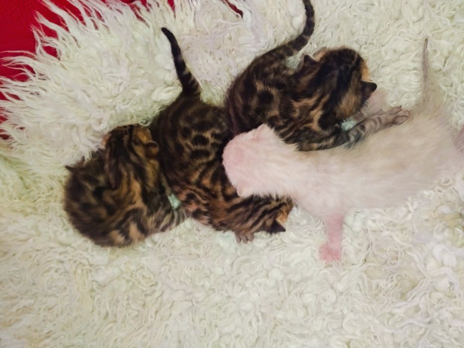 Бенгальські кошенята