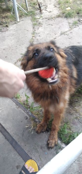 Потрібен на Березень кобель на вязку