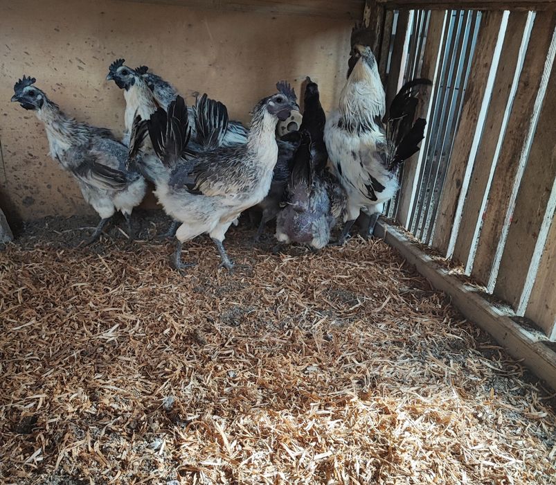 Курчата Люйкедандзи