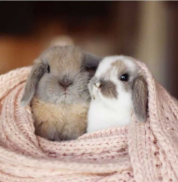 Coelhos anões teddy ,toy ,hôlandes vacinados e desparasitados