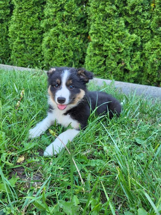 Szczeniak Border Collie suczka