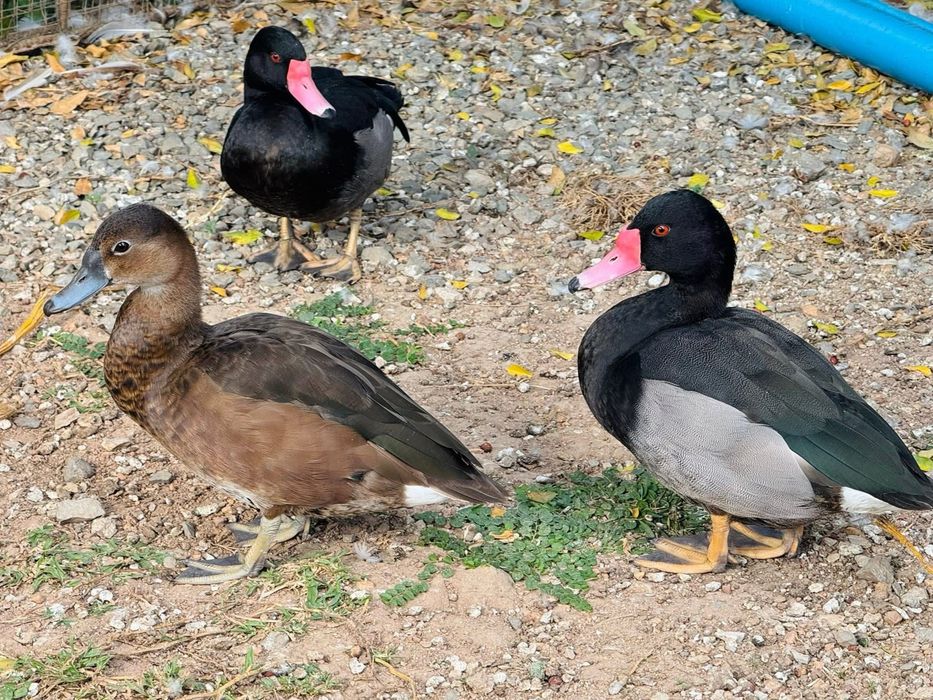 Netta peposaca  ou pato se bico vermelhos