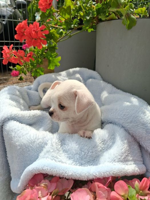 Chihuahua Piesek