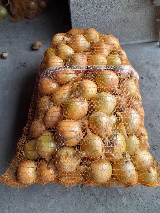 Cebula Wolska ekologiczna