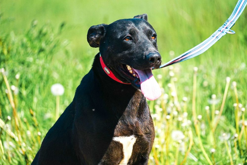 NENA - śliczna sunia w typie labrador