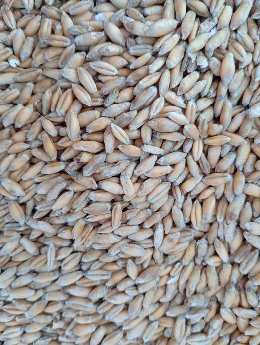 Pszenica, pszenżyto, ,owies