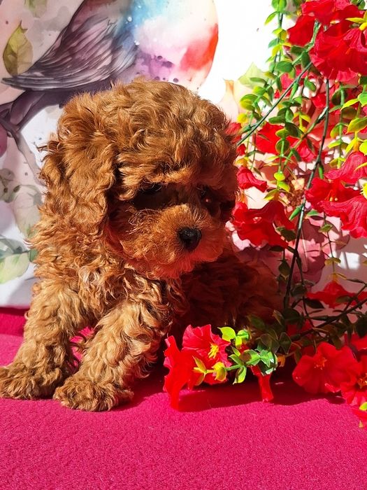 Maltipoo piesek maleńki z rodowodem i paszportem