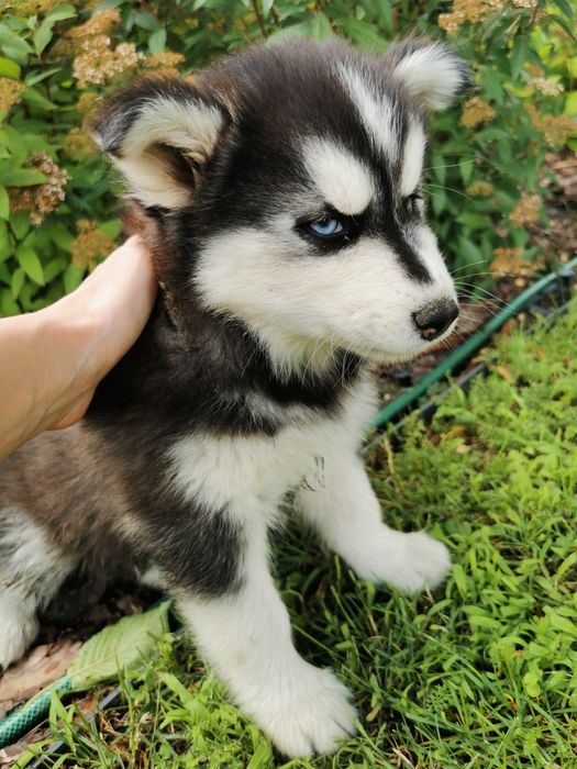 Szczeniaki Syberian Husky ur 25.05  gotowe do odbioru!