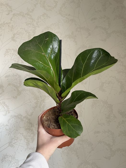 Лірата фікус бамбіно