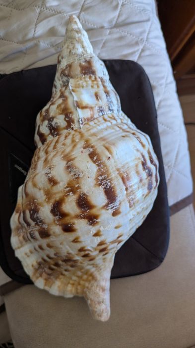 Concha de Tritão