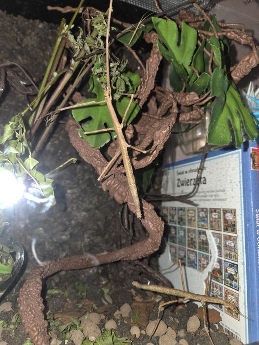 Patyczak rogaty 5 szt patyczaki