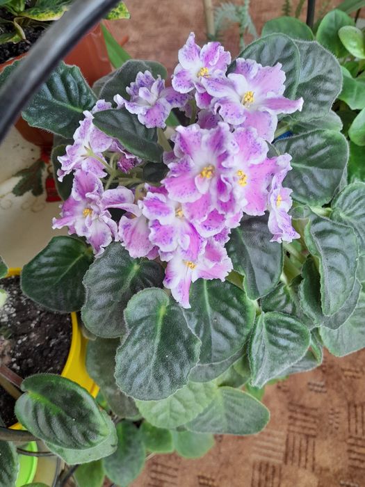 фиалка сенполия комнатный цветок