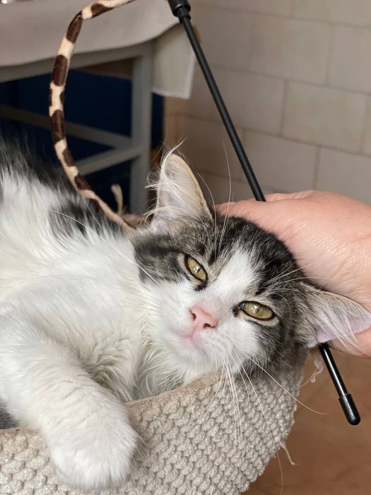 Кошеня Майра в добрі руки