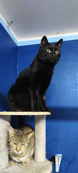 Kot Patryk szuka domu