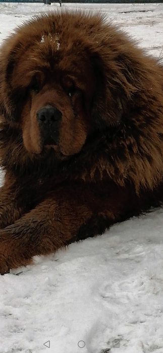 Тібецький мастіф  дівчинка