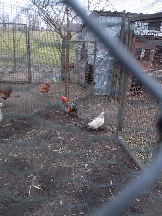 1Kurka liliputka i Kogut liliputek